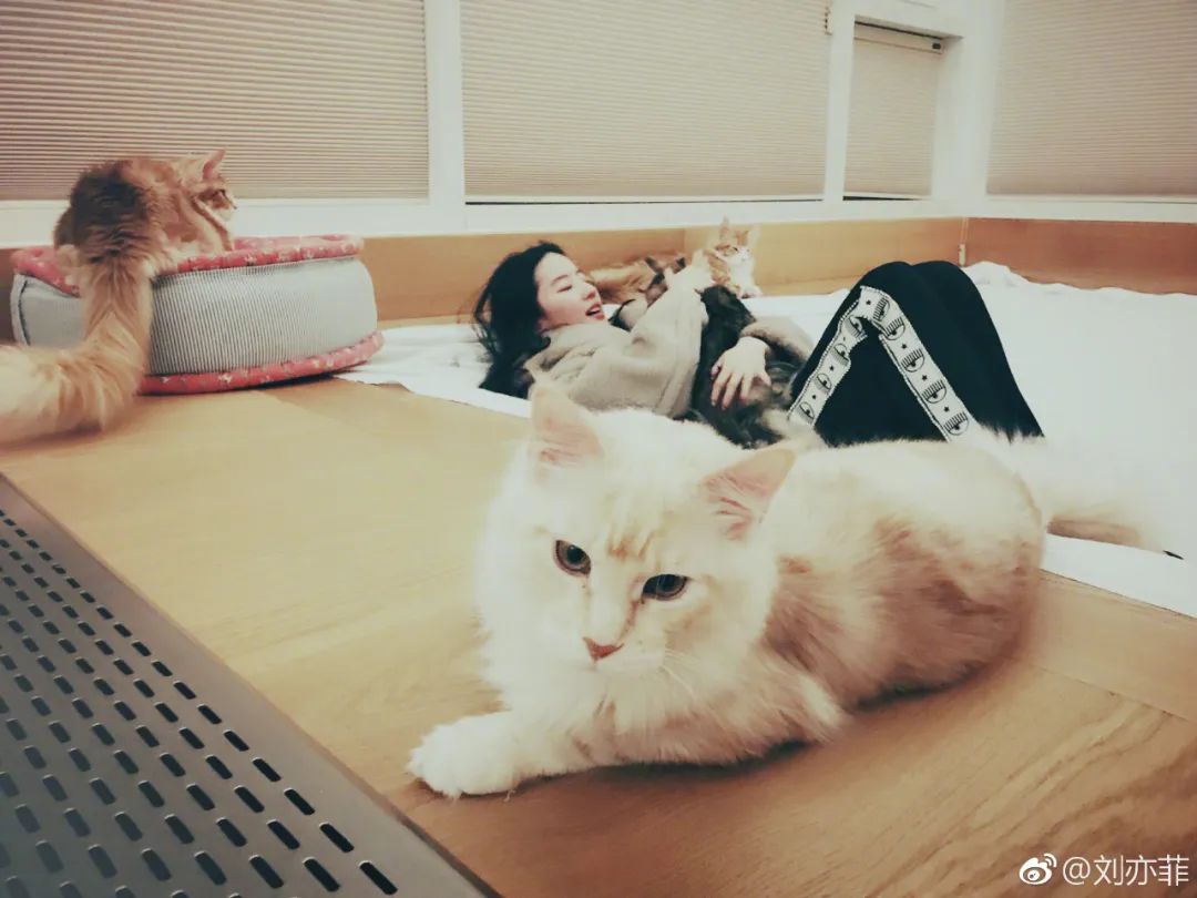 看了刘亦菲的豪宅，才明白她为什么活成了别人最羡慕的样子