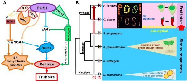 植物所揭示茄科谱系特异性招募POS1类基因调控果实大小的进化机制