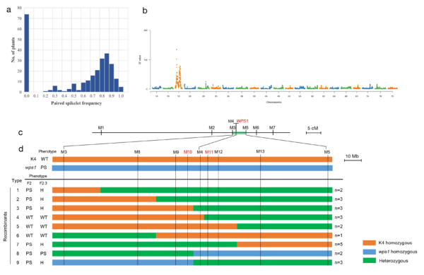 科学家定位新的小麦穗发育调控基因