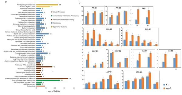 科学家定位新的小麦穗发育调控基因