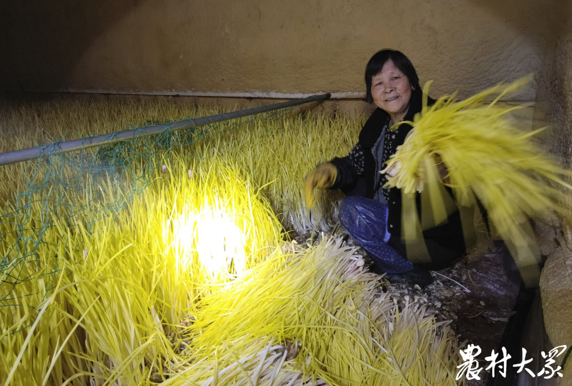 一平方米一年能產(chǎn)多少蒜黃？這個(gè)合作社告訴你