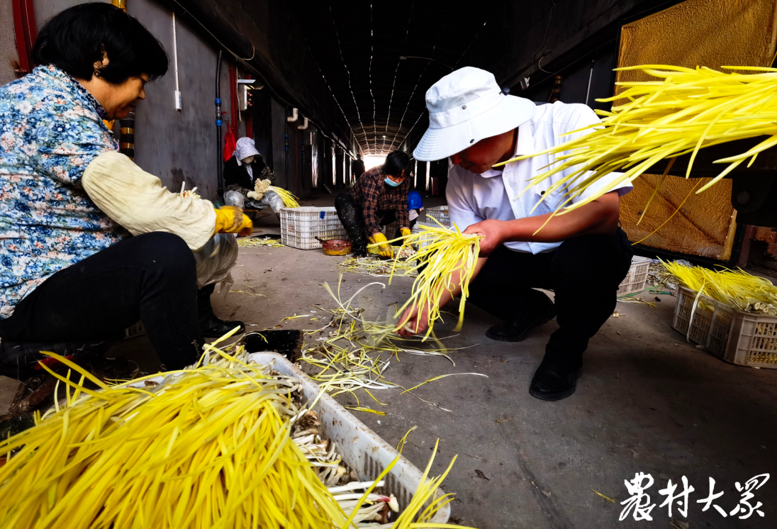 一平方米一年能產(chǎn)多少蒜黃？這個(gè)合作社告訴你