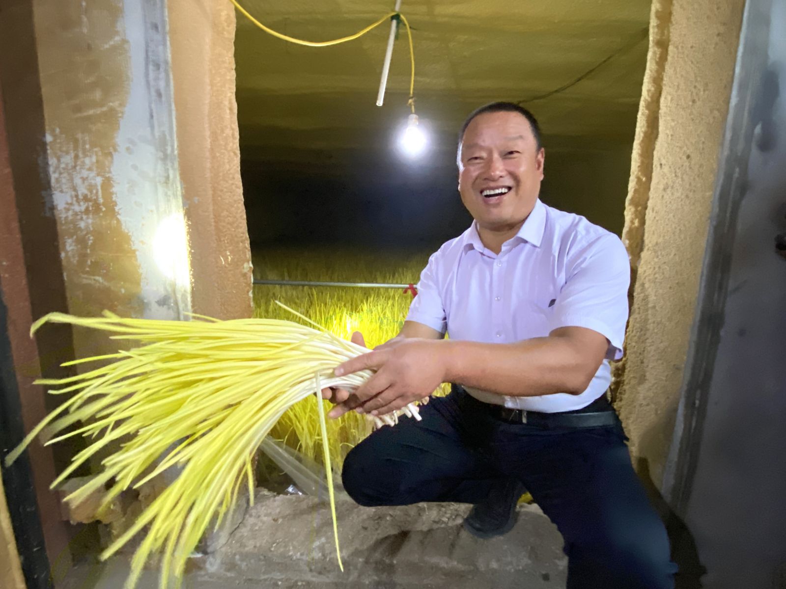一平方米一年能產(chǎn)多少蒜黃？這個(gè)合作社告訴你