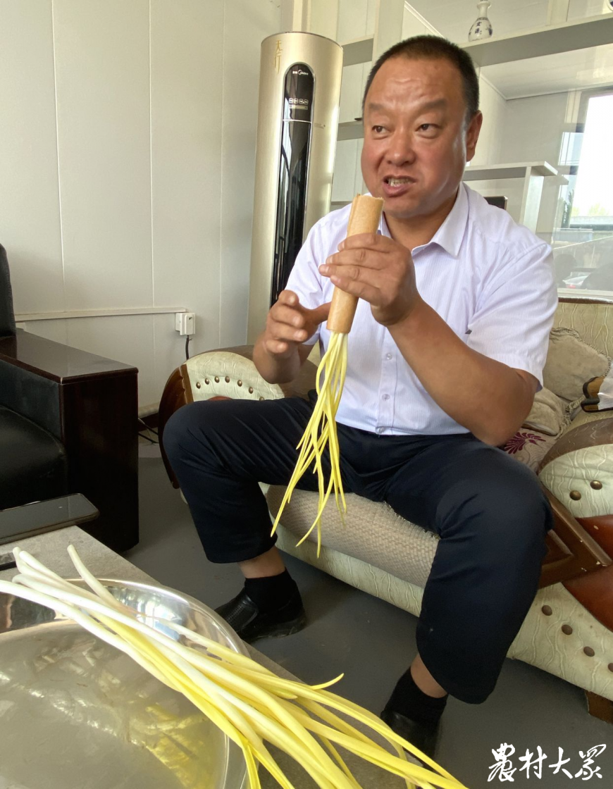 一平方米一年能產(chǎn)多少蒜黃？這個(gè)合作社告訴你