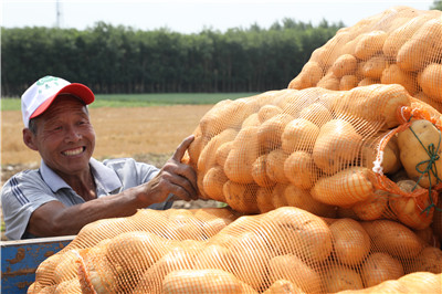 视频丨科技点“薯”成金，马铃薯亩产超4394公斤