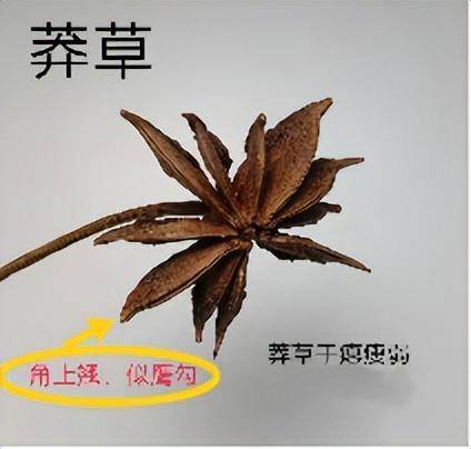 了解一下厨房里的中药材：八角茴香