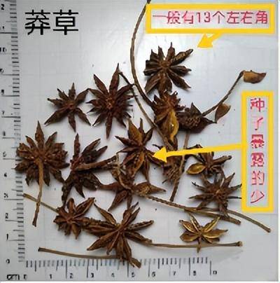 了解一下厨房里的中药材：八角茴香