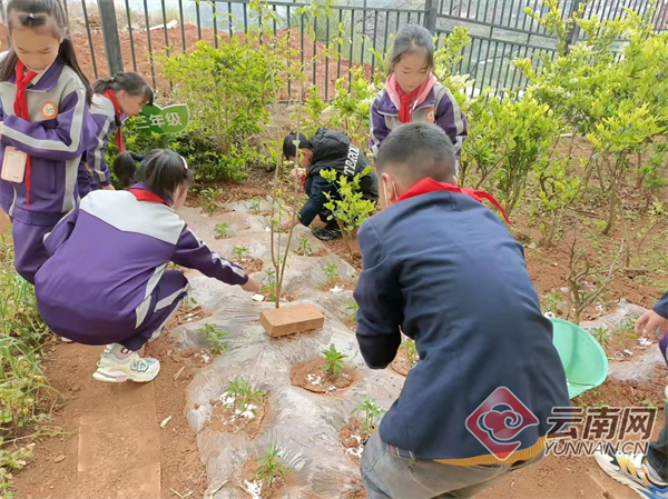 富民县永定中心小学:以劳动教育树时代新人(图2)