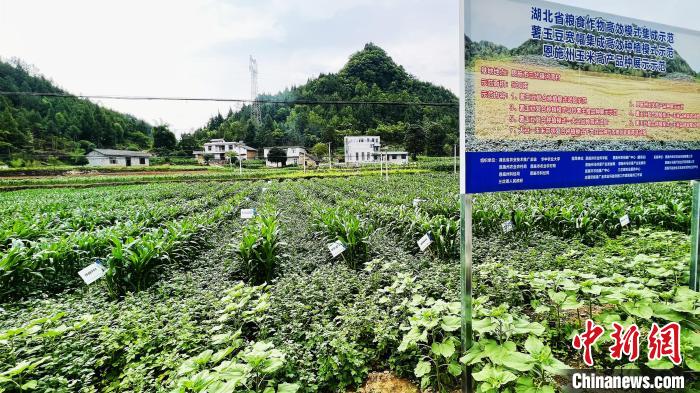 湖北恩施：“小土豆”变“小金豆”助力乡村振兴