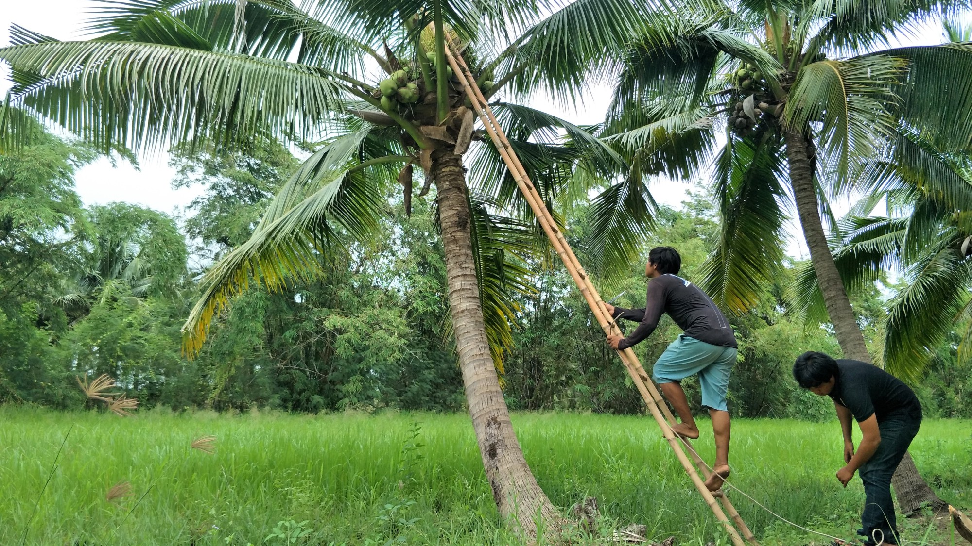 工人爬梯子就可摘到椰子(图源自泰国媒体)那么泰国椰子究竟是如何采摘