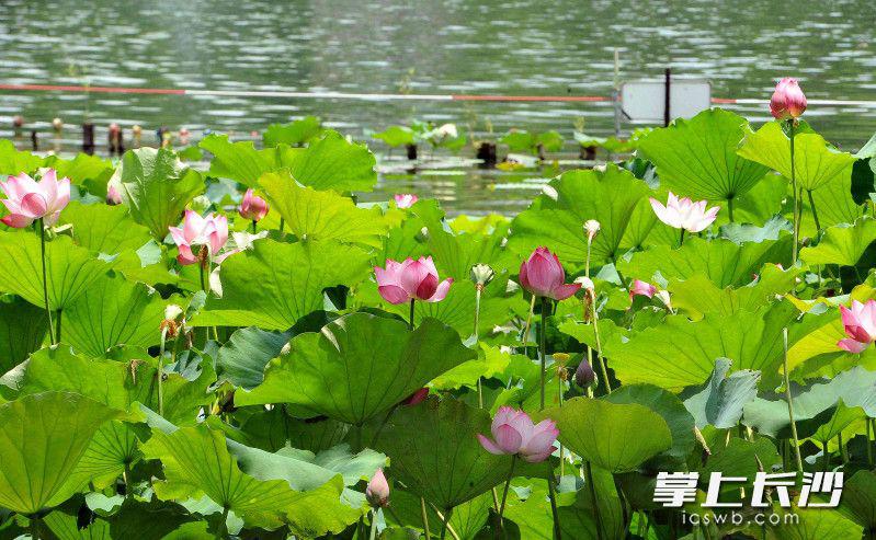 组图｜年嘉湖上一畦荷，叶绿花红成美景