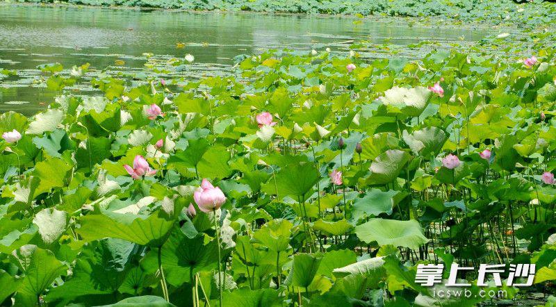 组图｜年嘉湖上一畦荷，叶绿花红成美景