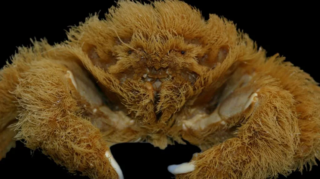科学家在西澳大利亚发现一种特别的新海绵蟹物种
