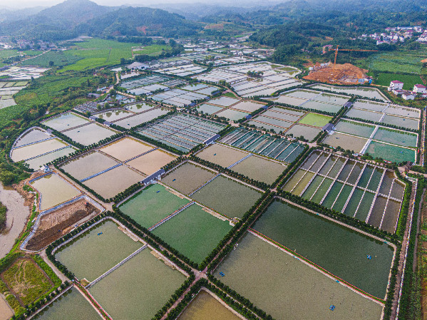 江西甲鱼苗哪里批发(上树采蜜橘下水捞甲鱼：江西南丰老区走出一条绿色发展之路)