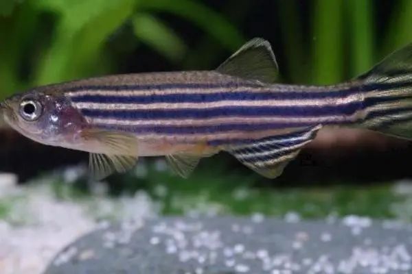 「Nature子刊」乘风破浪——最大的斑马鱼基因图谱来了