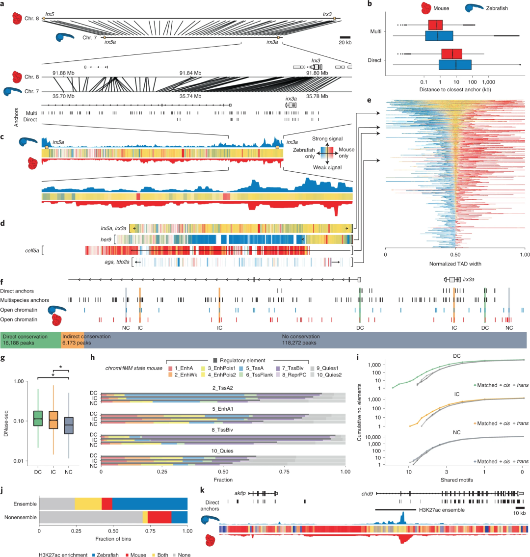 「Nature子刊」乘风破浪——最大的斑马鱼基因图谱来了