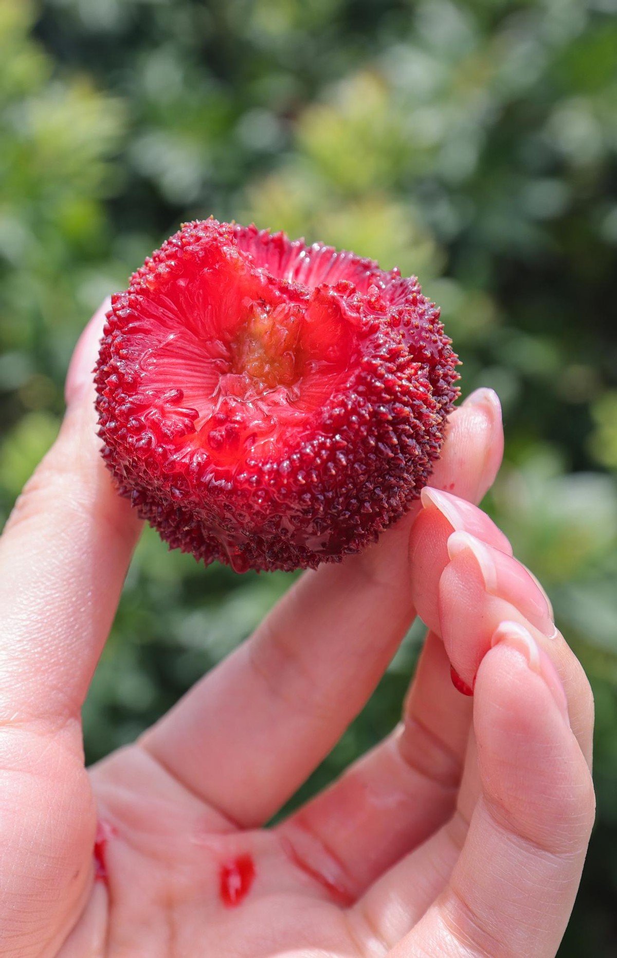 仙居杨梅牵手新电商，力助果农减产不减收成