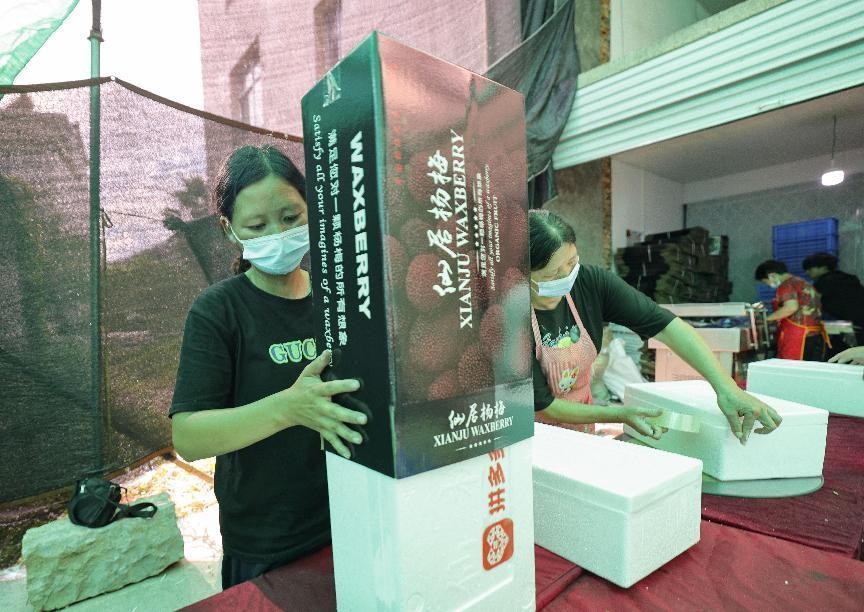 仙居杨梅牵手新电商，力助果农减产不减收成