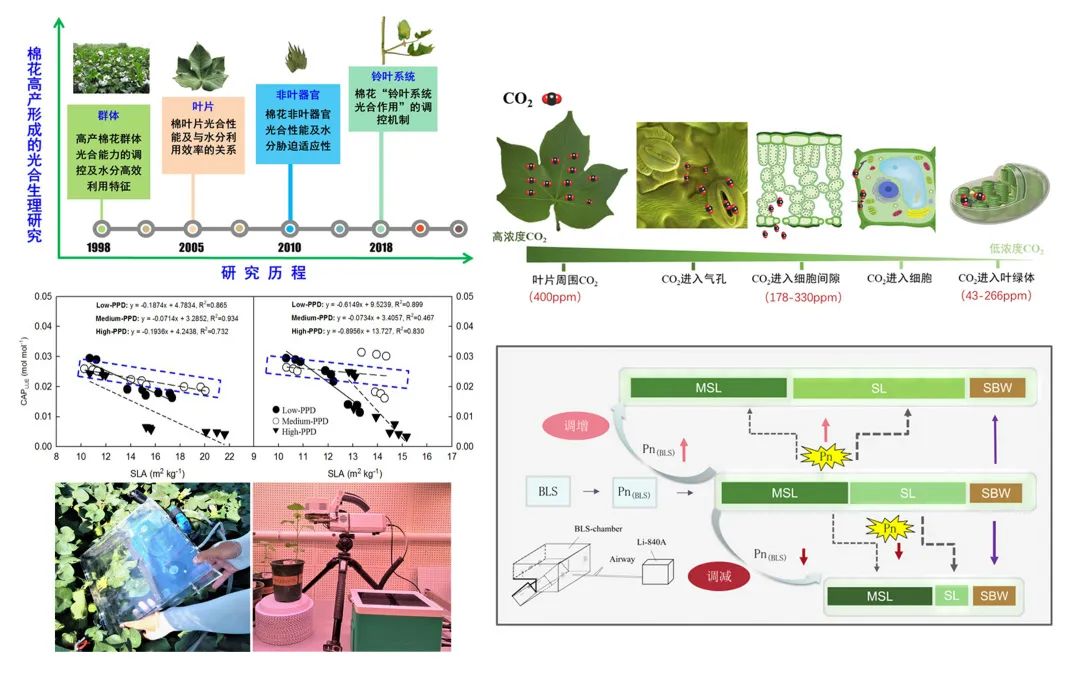 国家自然科学基金优秀成果｜我校在棉花光合生理研究方面取得进展