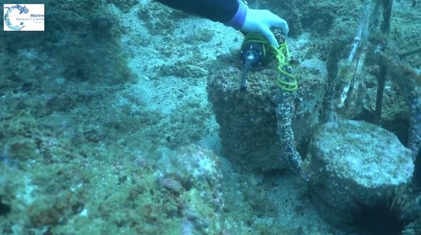 ׵˹&ա÷棺̨Ϊβɡ