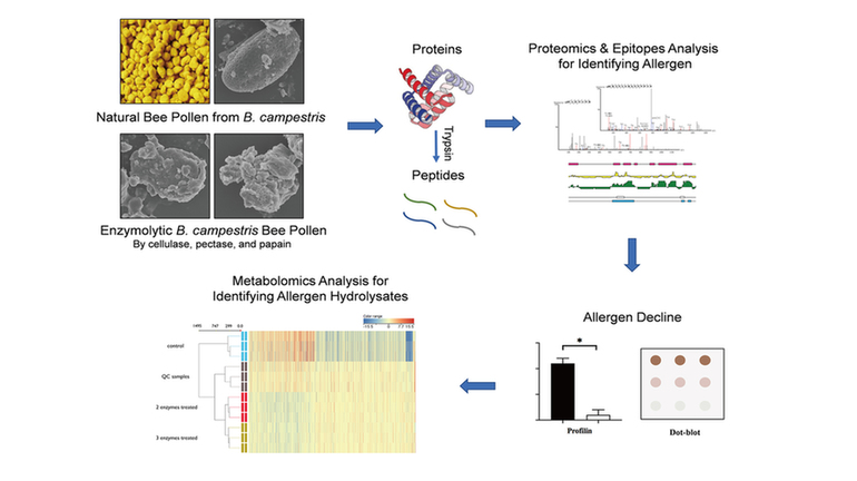 油菜蜂花粉或可致敏？酶处理科学提升产品安全