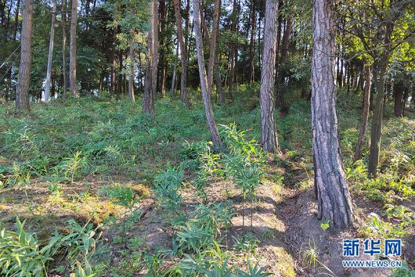 重庆涪陵：林下育药材 不占田不砍树也致富