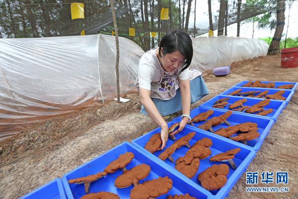 重庆涪陵：林下育药材 不占田不砍树也致富