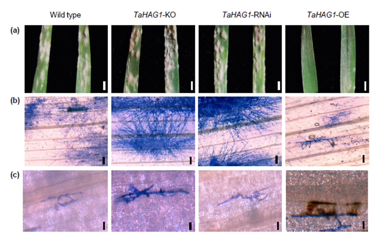 一作解读｜组蛋白乙酰转移酶TaHAG1与TaPLATZ5相互作用激活TaPAD4的表达，在小麦白粉病抗性中发挥积极作用