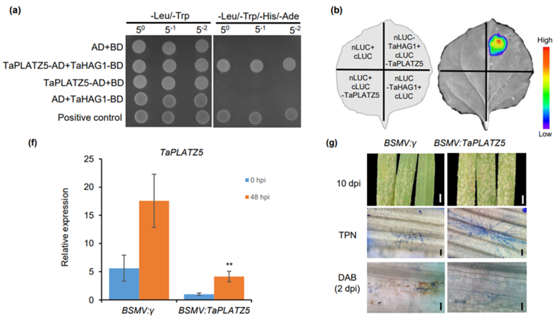 一作解读｜组蛋白乙酰转移酶TaHAG1与TaPLATZ5相互作用激活TaPAD4的表达，在小麦白粉病抗性中发挥积极作用