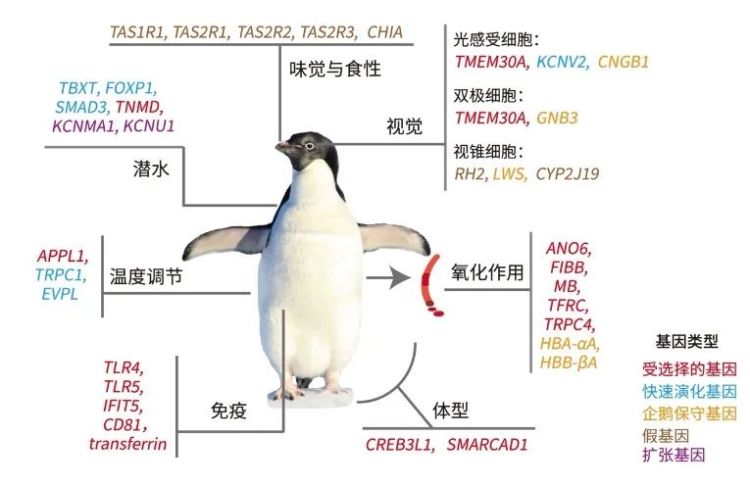 南极和赤道都能生存，华大参与揭示企鹅的“基因秘密”