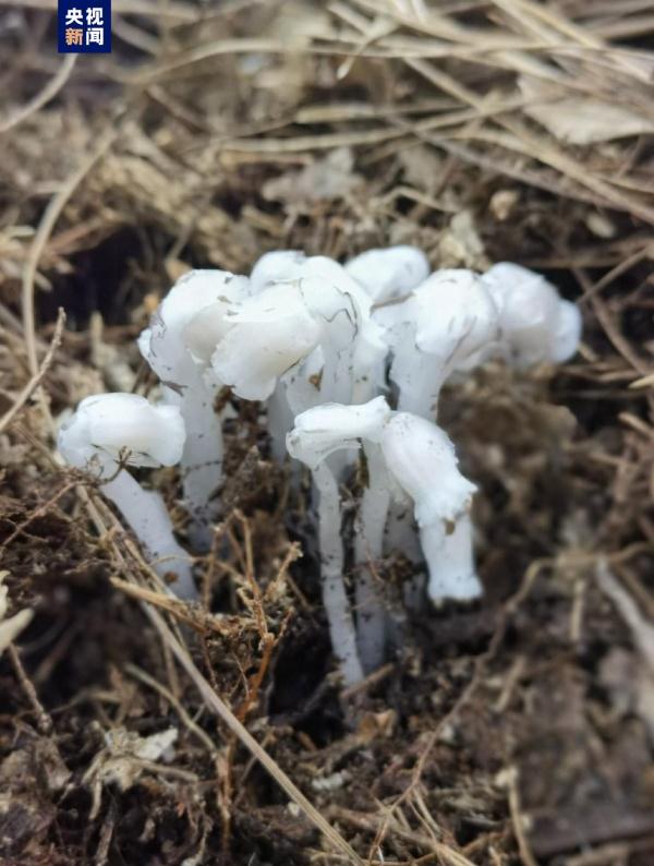 ��������������ϡ��Σֲ��ˮ����