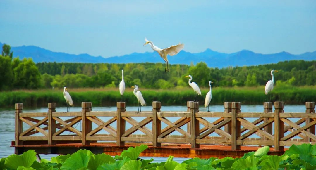 妫水河畔白鹭飞,生态美景入画来 - 我的快乐小窝