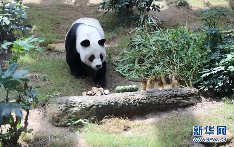 大熊猫“安安”在港安乐死，享年35岁