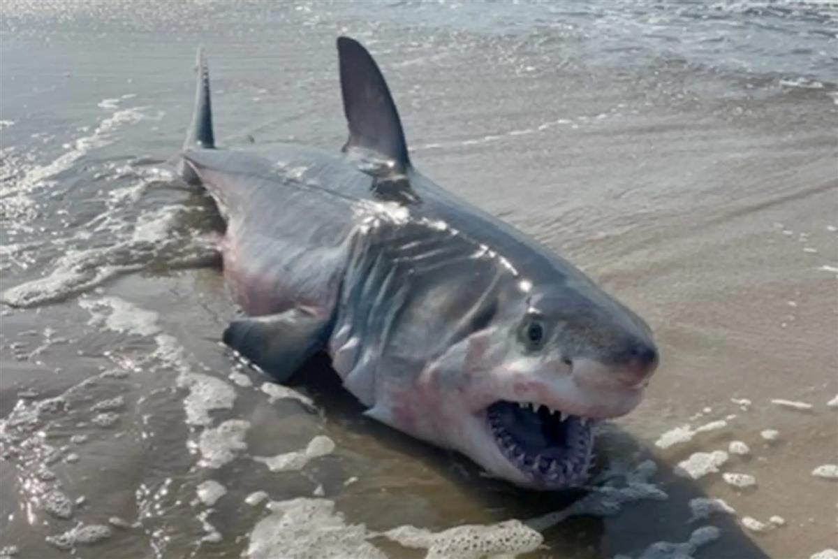 大白鲨死掉的照片图片