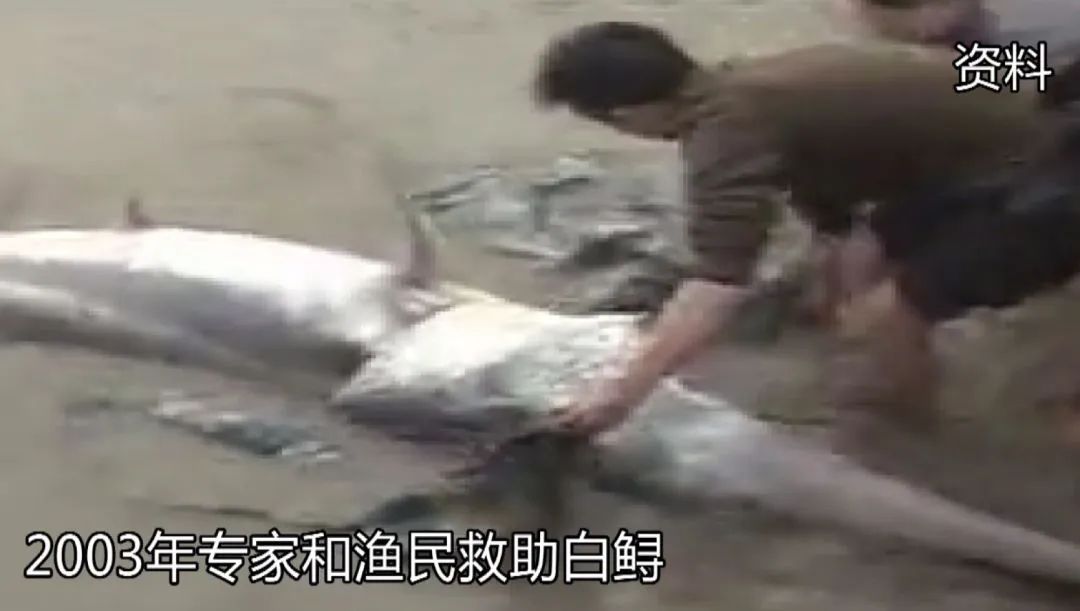 心碎！存在1.5億年的長江白鱘被正式宣布滅絕