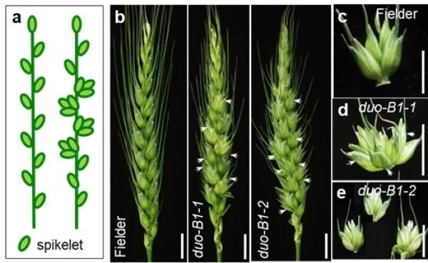 研究发现小麦增产新基因