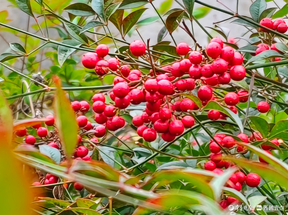 紅紅的果實滿枝頭,南天竹美麗動人