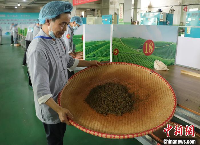 江西修水：制茶匠人齐聚 斗茶技赛茶香