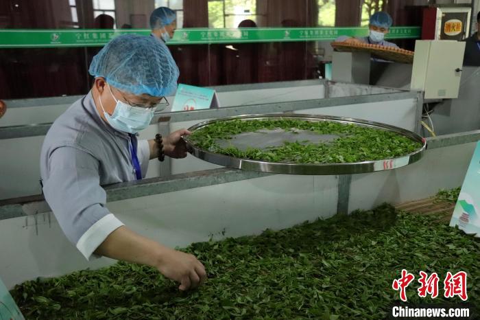 江西修水：制茶匠人齐聚 斗茶技赛茶香