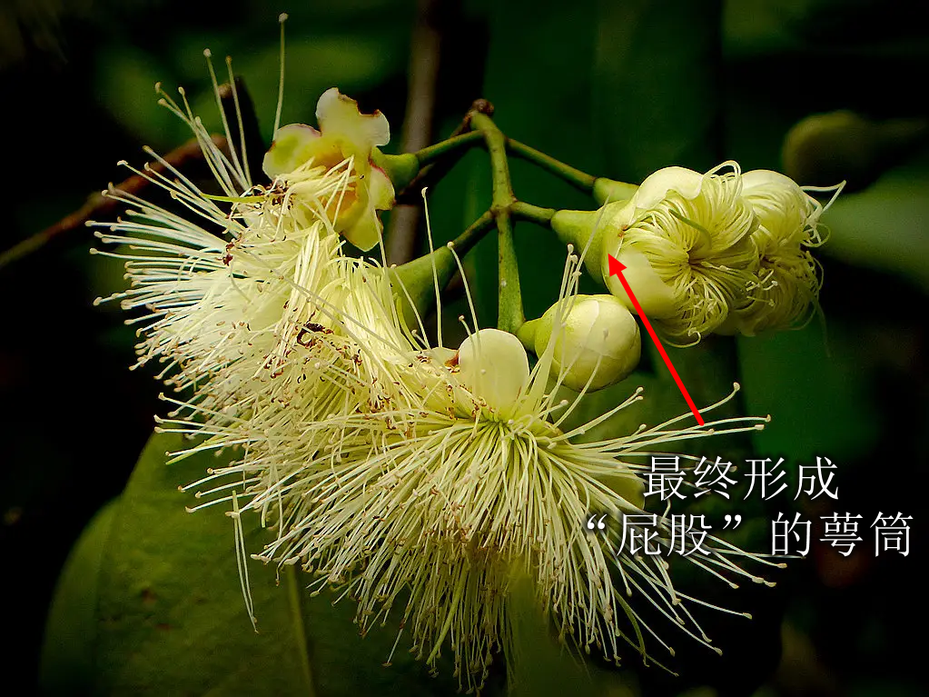 南方人藏了多年的水炸弹，咬开像在喝果汁？