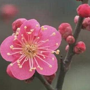 神道自然来