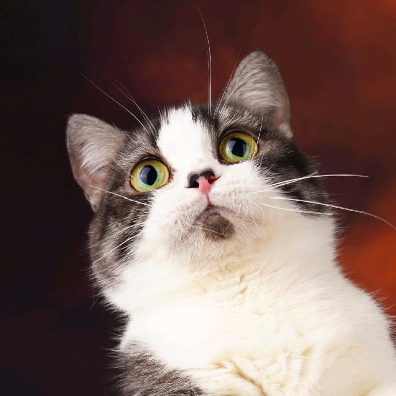 姑苏夜猫