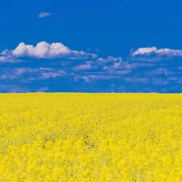 蓝西恩（西恩blue）(西恩宾百度百科)