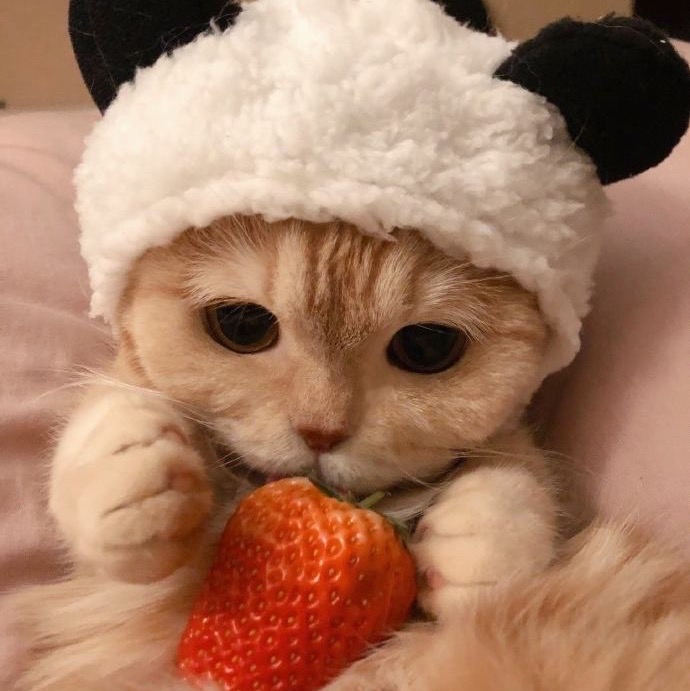 小猪佩奇爱分享v