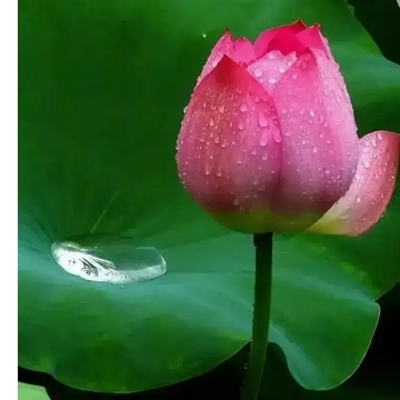 莲依兰