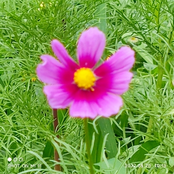 姑苏芳草