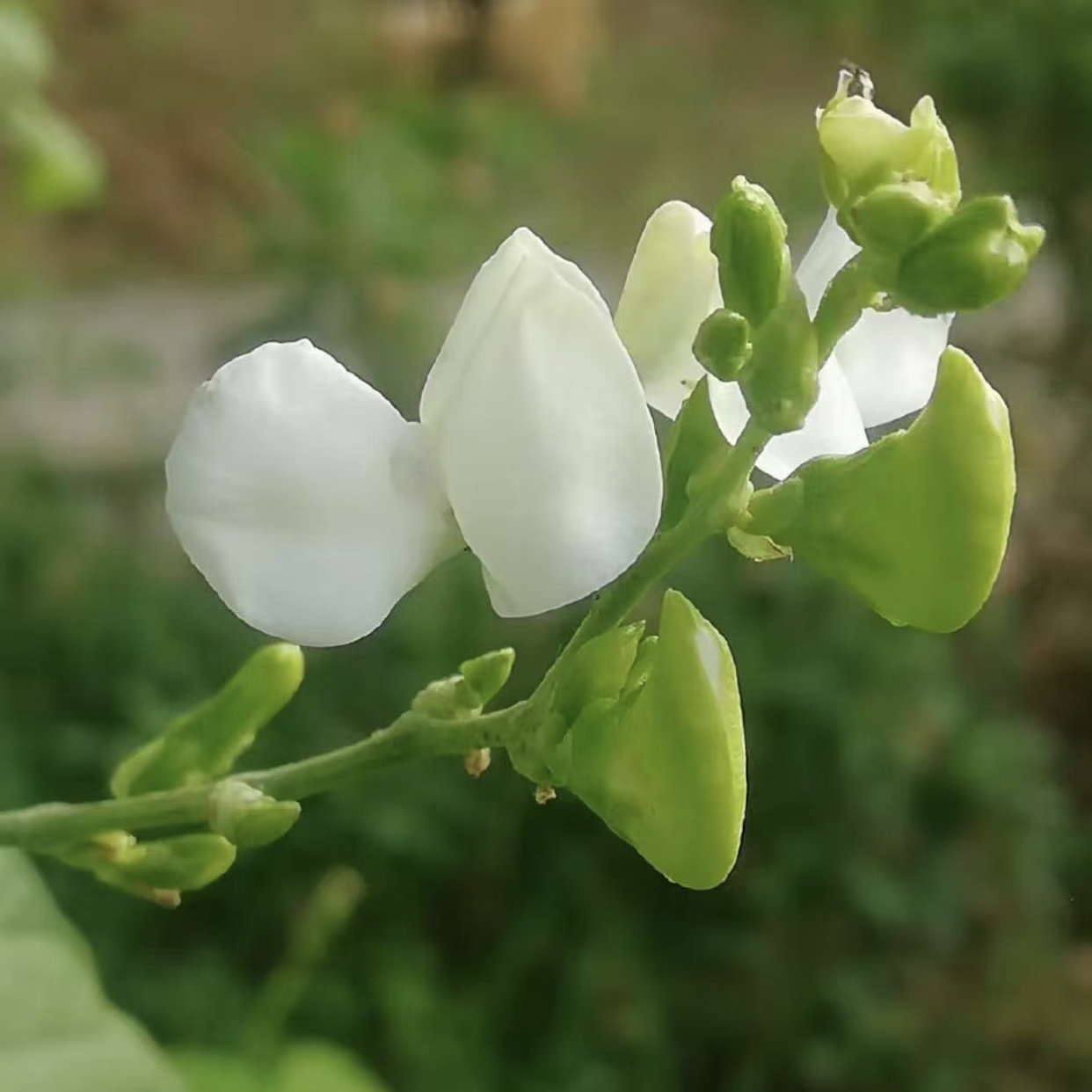 天使随笔