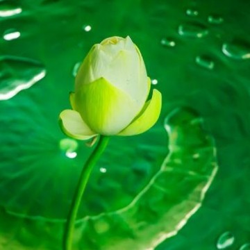 青莲生活录