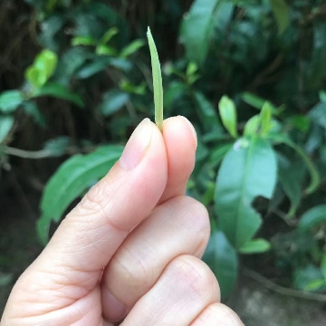 风景那边