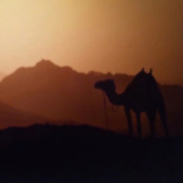 骆驼D视界